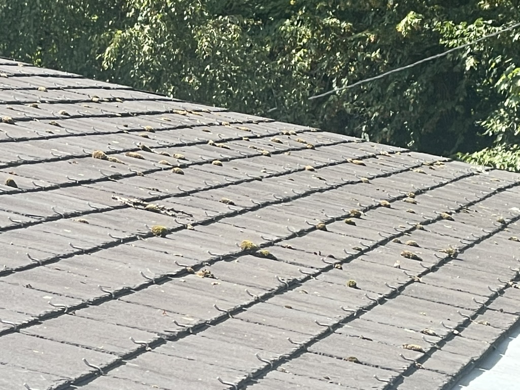 Toiture avant nettoyage et démoussage par Solaire Propre 44